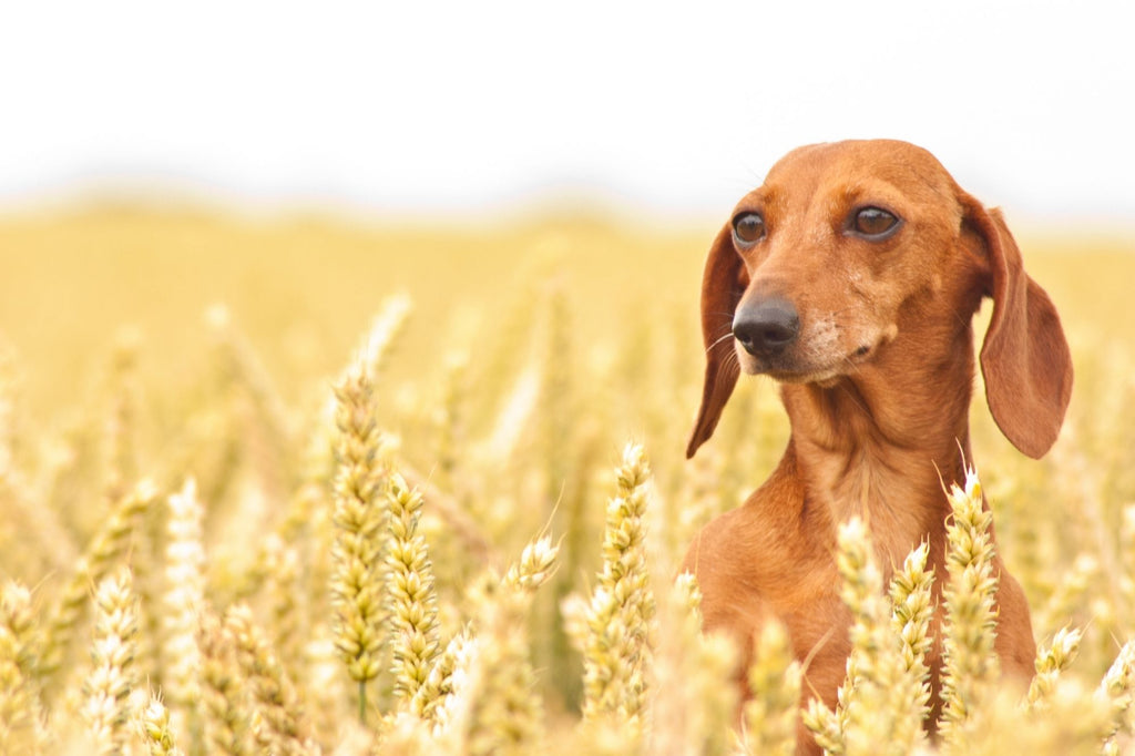 the best high-quality dog food Canada