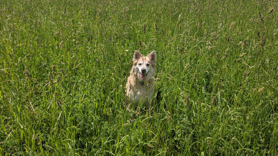 dog in field