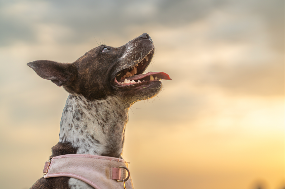 How to Identify What Your Dog Is Allergic To: A Step-by-Step Guide