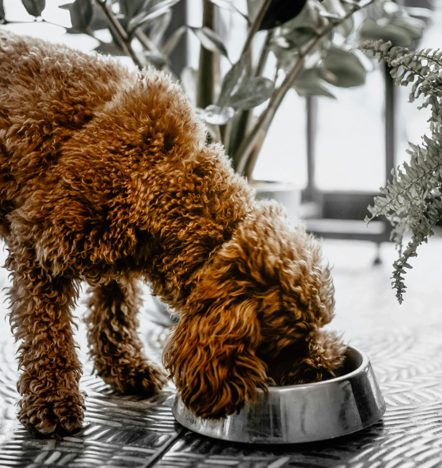 How to Transition Your Dog to a New Diet for Allergies: A Complete, Science-Backed Guide