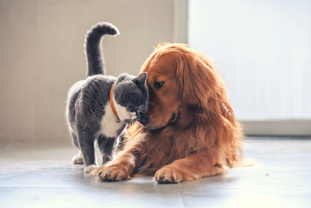 Nutrient Requirements of Cats and Dogs