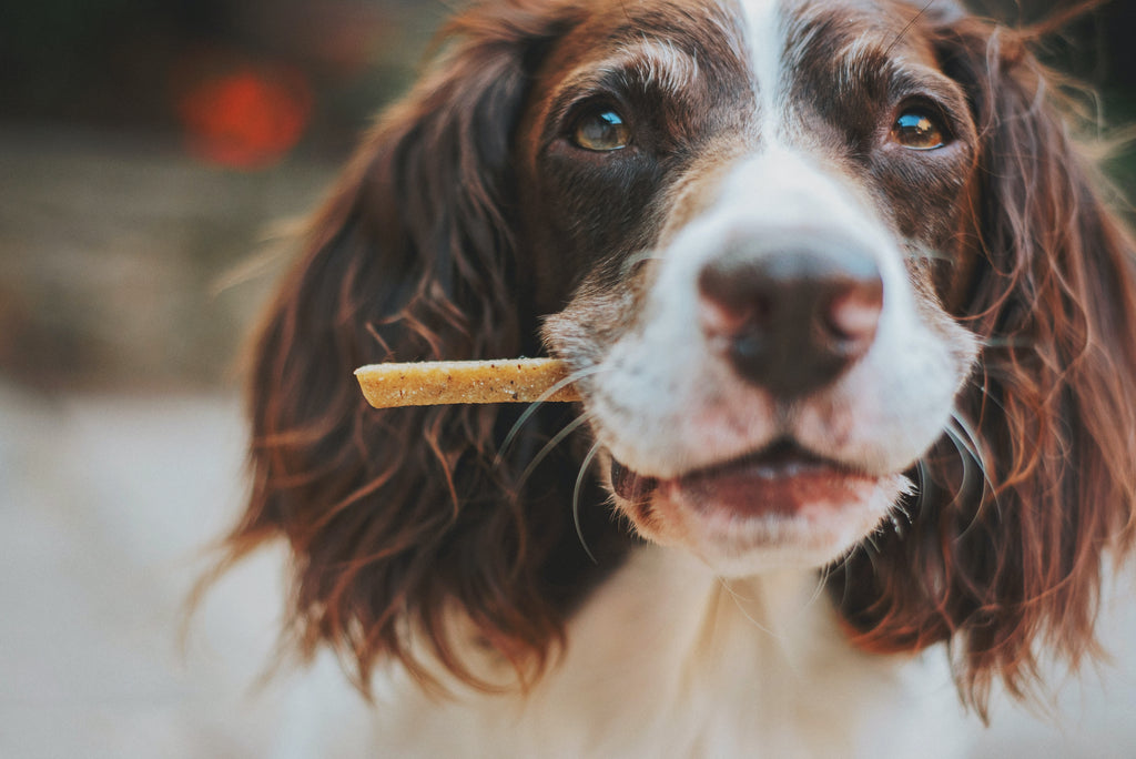 How much protein do dogs need? Quality matters!