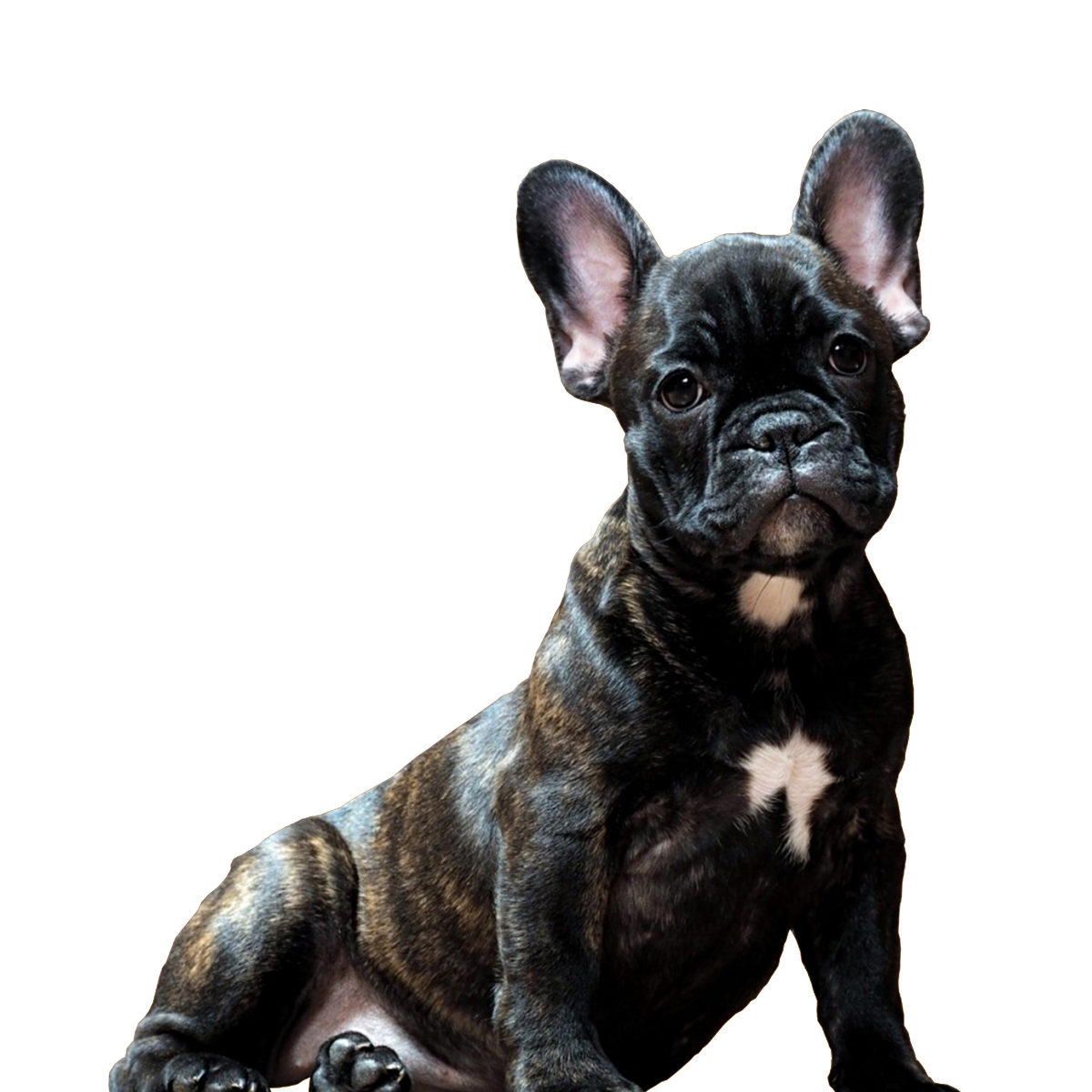 French bulldog puppy