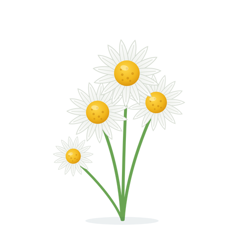 Organic chamomile